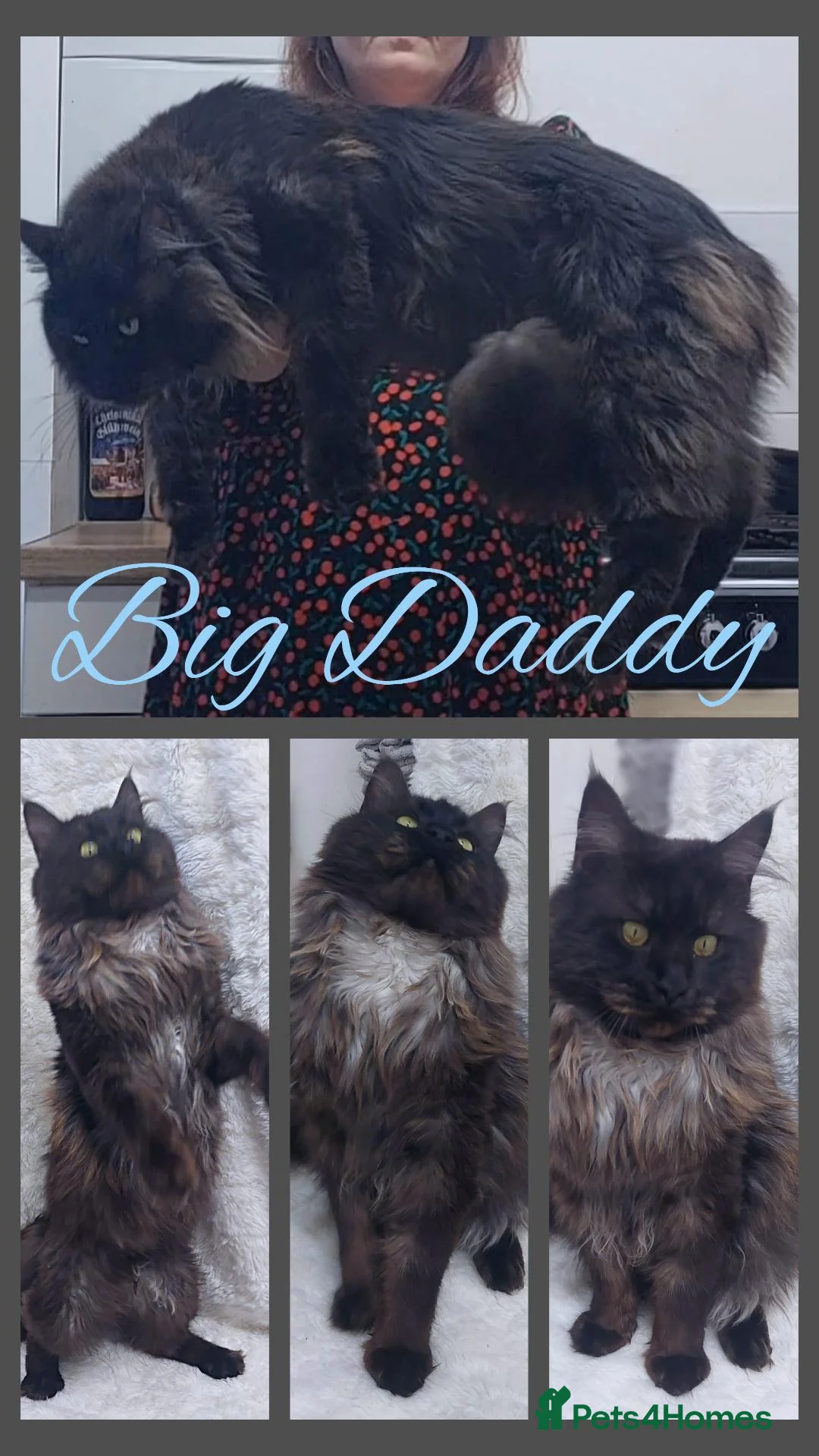 Maine Coon cats for sale: Beautiful large boys Russian Bloodline  - Advert 2