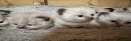 Ragdoll cats for sale: Gorgeous Ragdoll & British shorthair kittens  - Advert 3