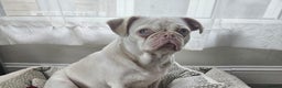Pug dogs for sale: Pug looking for new home  - Advert 1