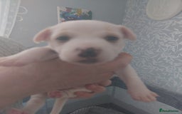 Jack Russell dogs for sale: Jack Russell  puppies for sale  - Image 6