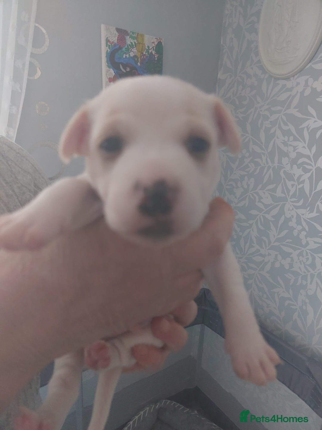 Jack Russell dogs for sale: Jack Russell  puppies for sale  - Image 6
