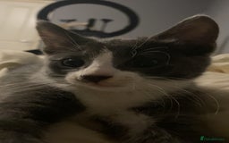 Mixed Breed cats for sale: 🐾 Kittens for Sale – 1 Boy & 1 Girl! 🐾 - Image 10