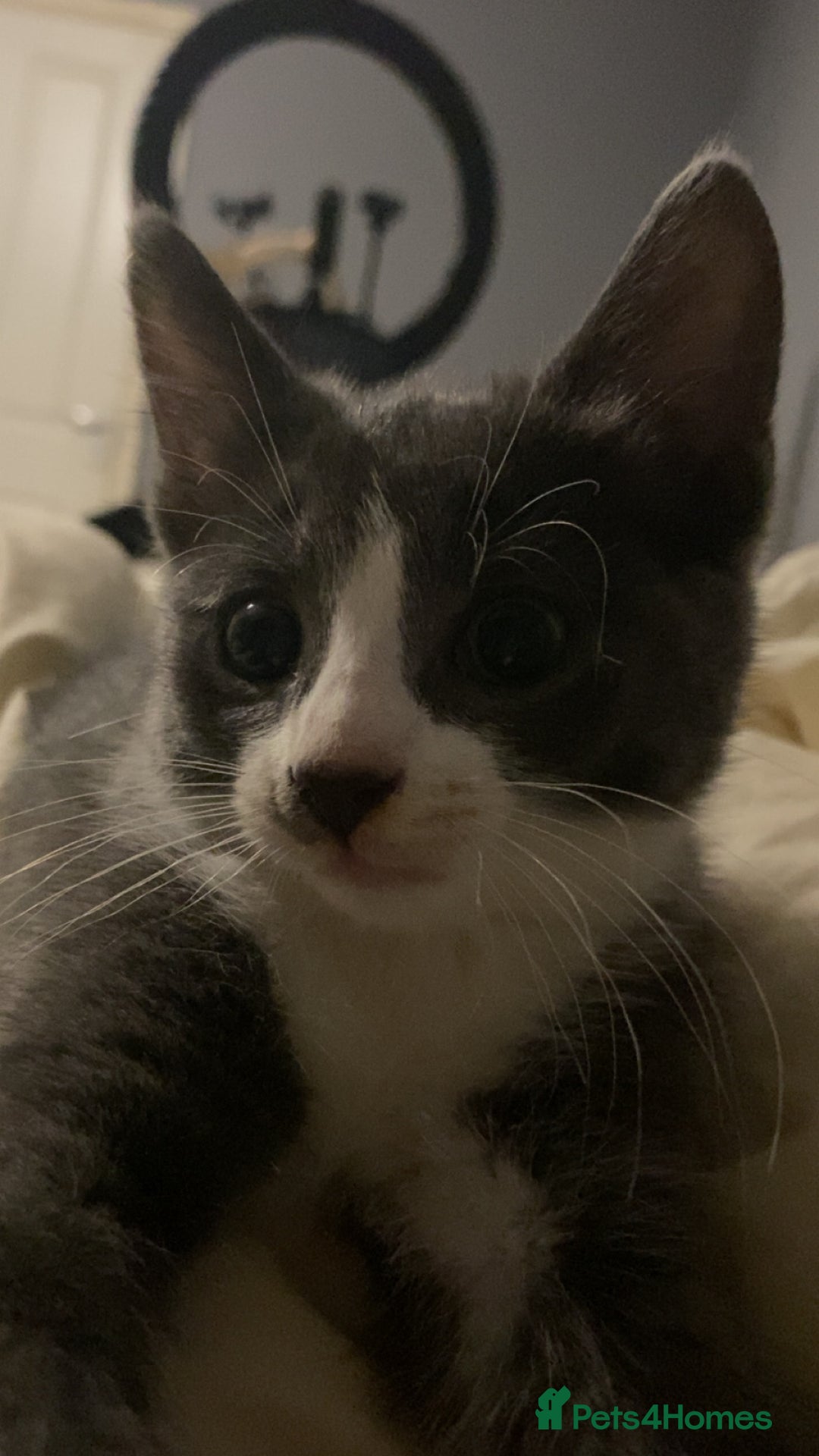Mixed Breed cats for sale: 🐾 Kittens for Sale – 1 Boy & 1 Girl! 🐾 - Image 10