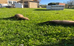 Ferret rodents for sale: 3 jill ferrets - Image 7