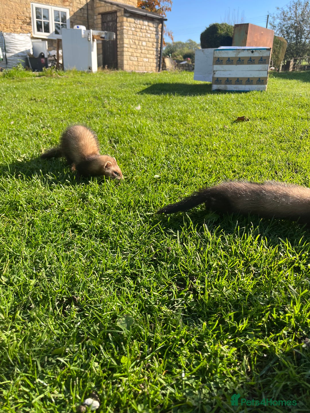 Ferret rodents for sale: 3 jill ferrets - Image 7