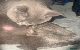 British Shorthair cats for sale: Gorgeous British short hair cross babies  - Image 4