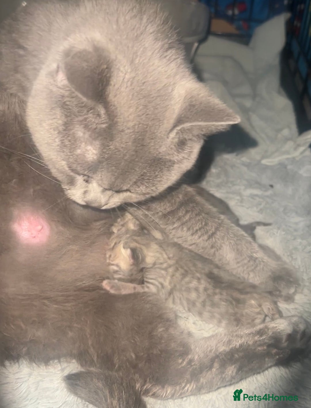 British Shorthair cats for sale: Gorgeous British short hair cross babies  - Image 4