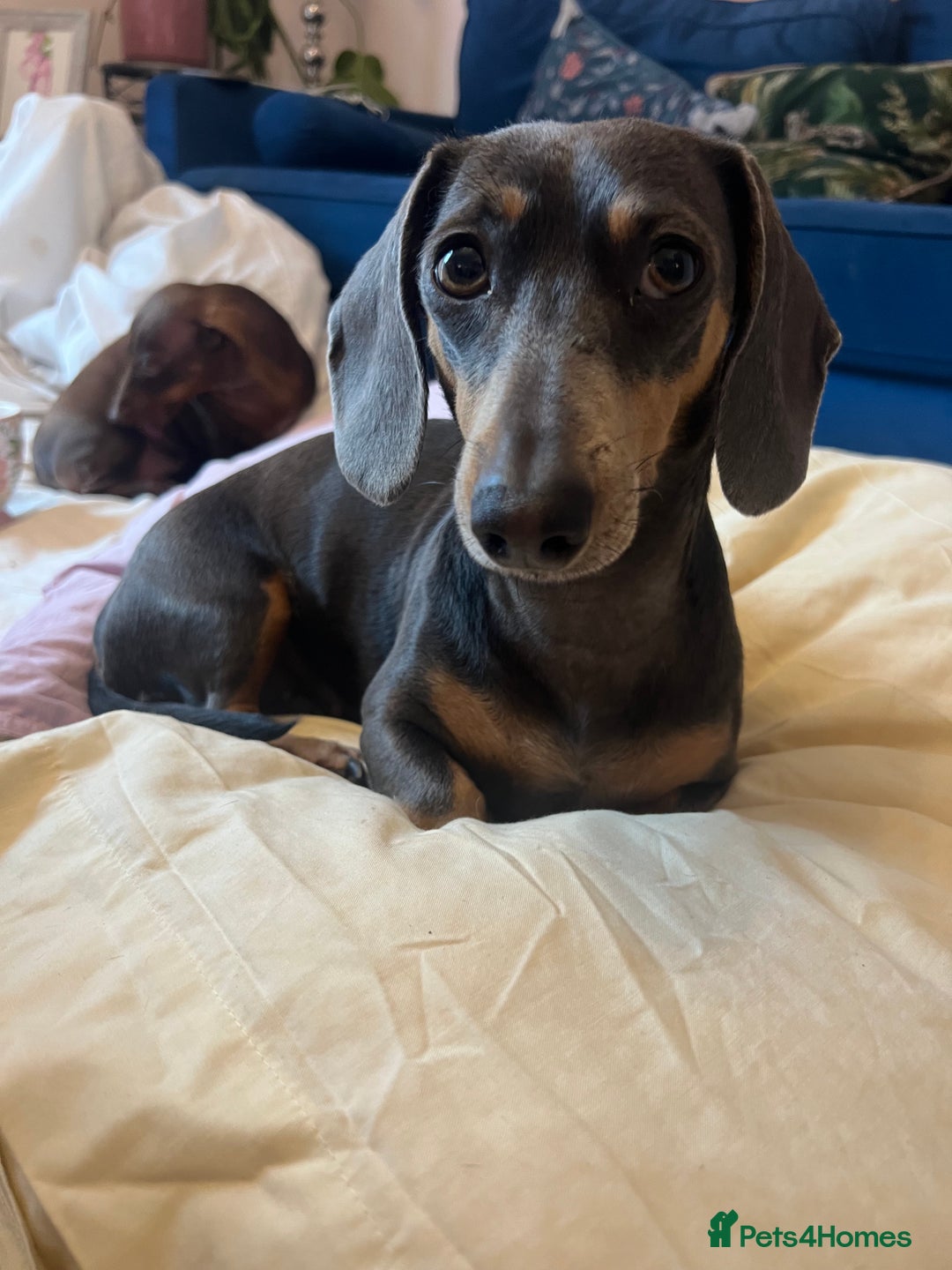 Miniature Dachshund dogs for sale: *2 Boys Remaining* Stunning Mini Dachshunds  - Image 6