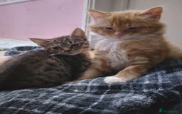 Mixed Breed cats for sale: Ragdoll cross kittens - Image 16