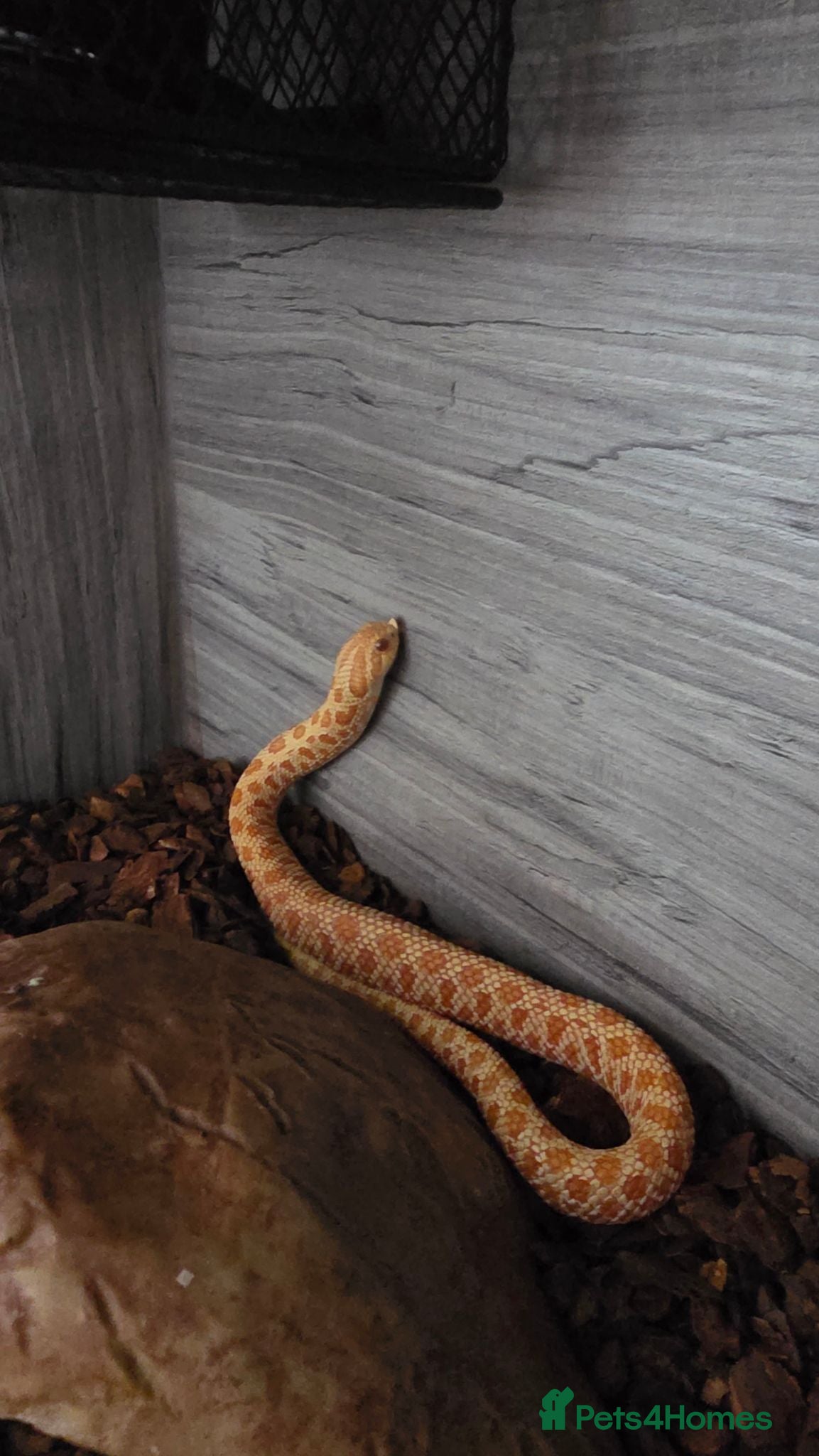 Snake reptiles Hognose Snake - Advert 1