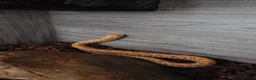Snake reptiles for sale: Hognose Snake in Basildon - Advert 1