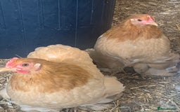Chickens poultry for sale: Gorgeous Pekin Bantam Pullets (Various colours) - Image 2