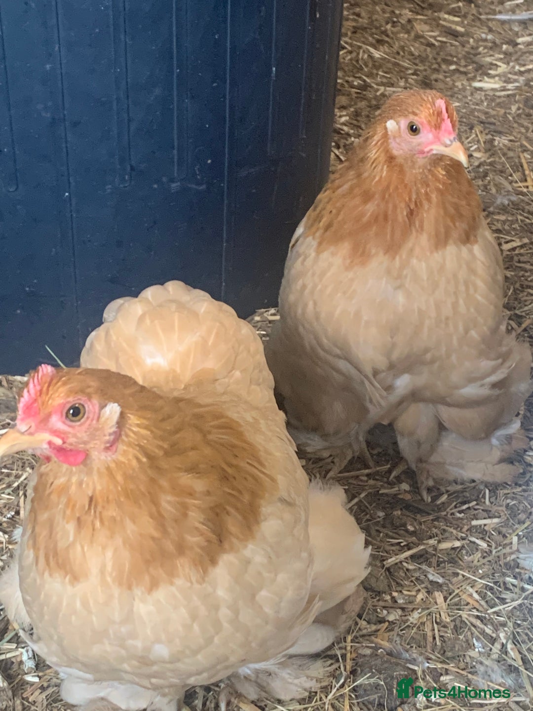 Chickens poultry for sale: Gorgeous Pekin Bantam Pullets (Various colours) - Image 2