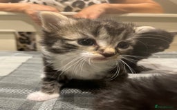 European cats for sale: Kittens - Image 5