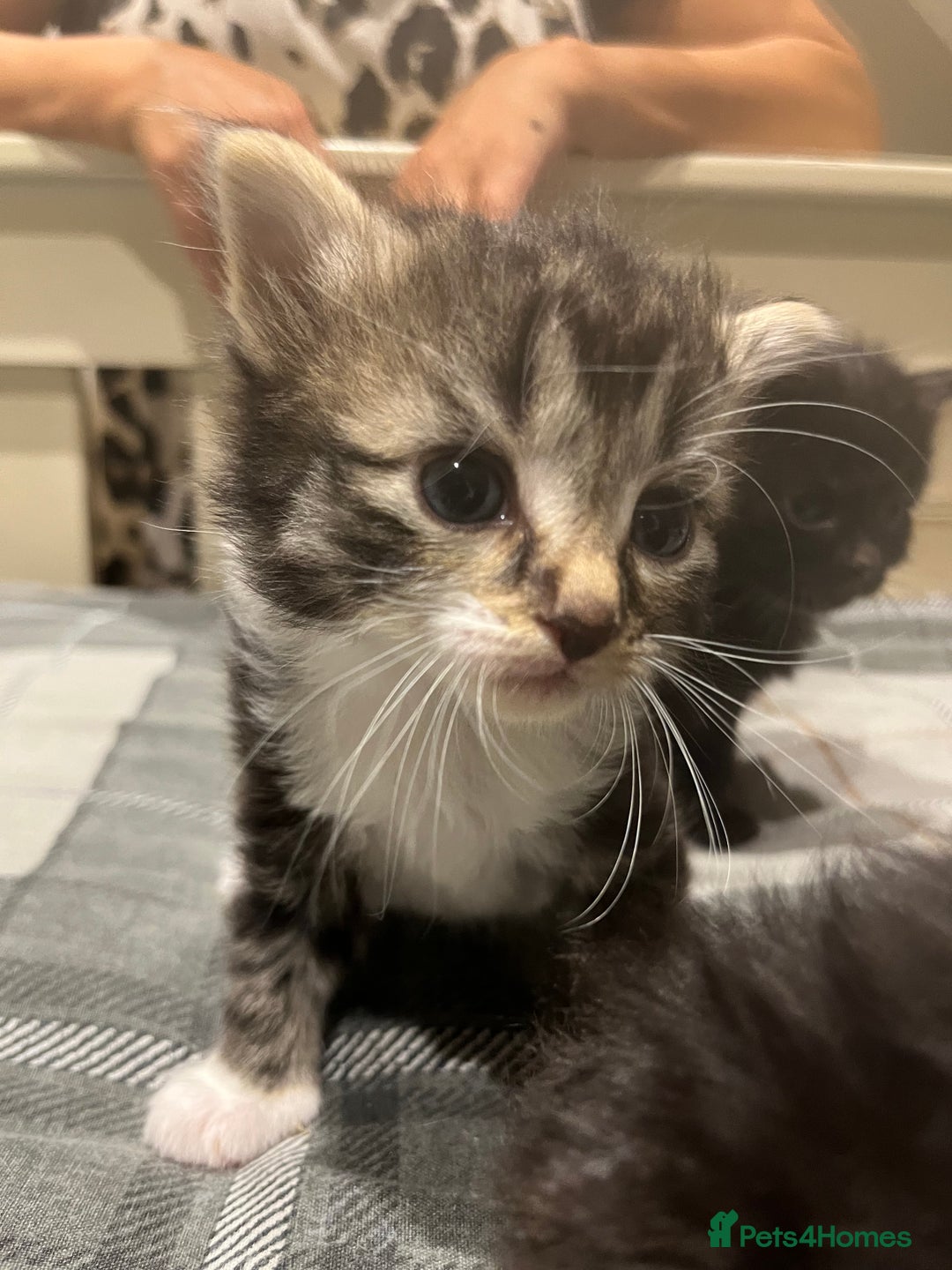 European cats for sale: Kittens - Image 5