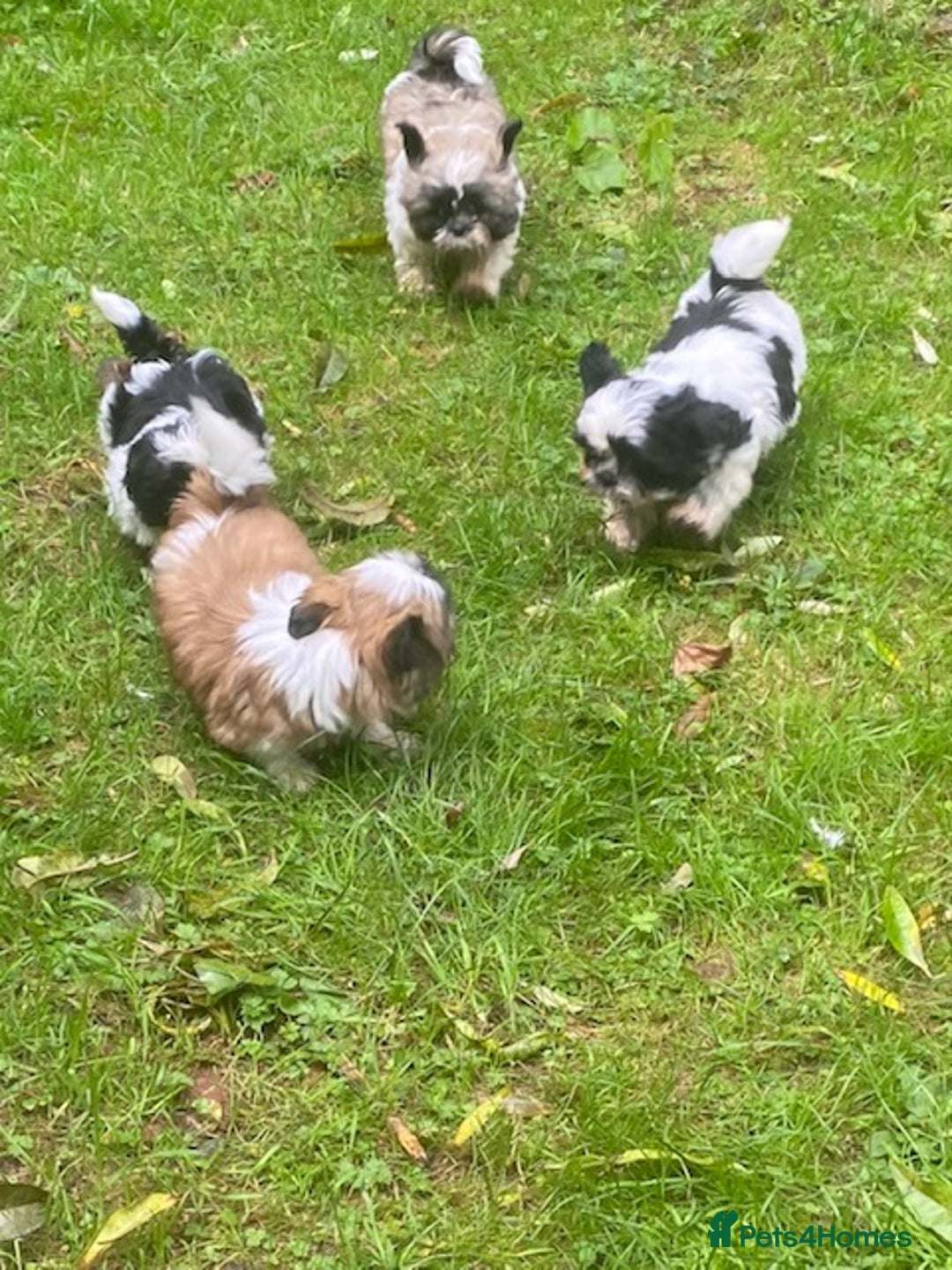 Shih Tzu dogs for sale: Pure bred pedigree shih tzus, standard size - Image 2