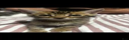 Bengal cats for sale: Mr odin - Advert 6