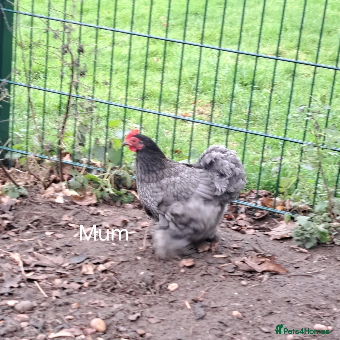 Chickens poultry for sale: Cockerel for sale - Advert 11