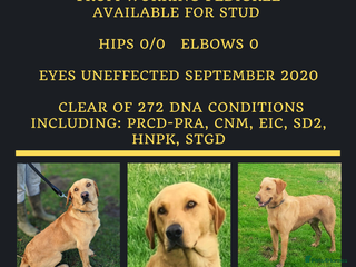 Labrador Retriever dogs in Doncaster - Advert 13