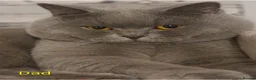 British Shorthair cats for sale: Full vaccination&Register GCCF BSH kittens 💝💙 - Advert 15
