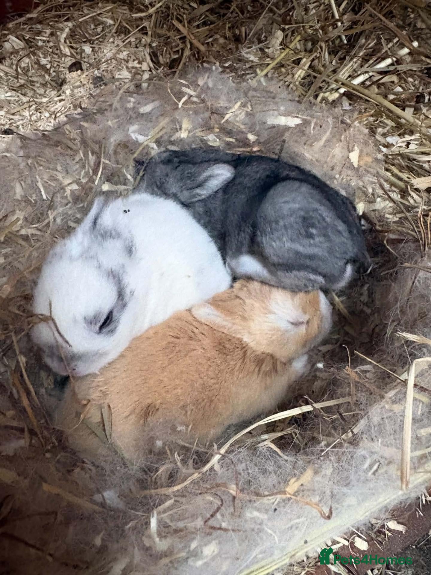 Dwarf Lop rabbits for sale: Dwarf lop cross with Netherland dwarf bunnies  - Advert 1