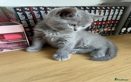 British Shorthair cats for sale: •Blue BSH Kittens – Ready Now . Last kitten left  - Image 27