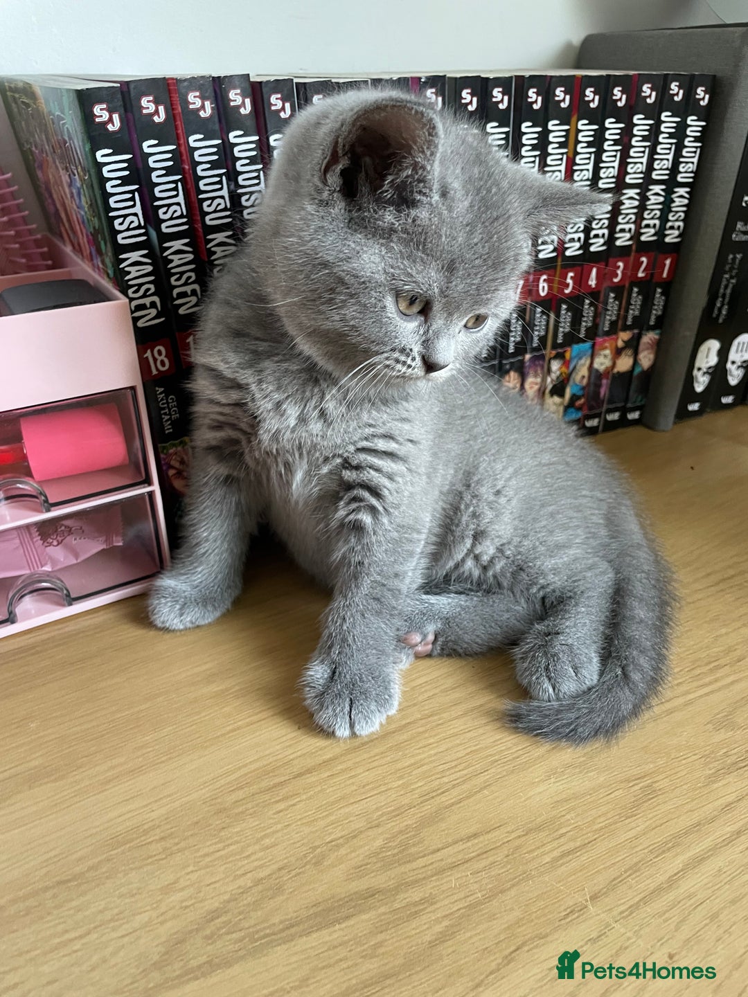 British Shorthair cats for sale: •Blue BSH Kittens – Ready Now . Last kitten left  - Image 27