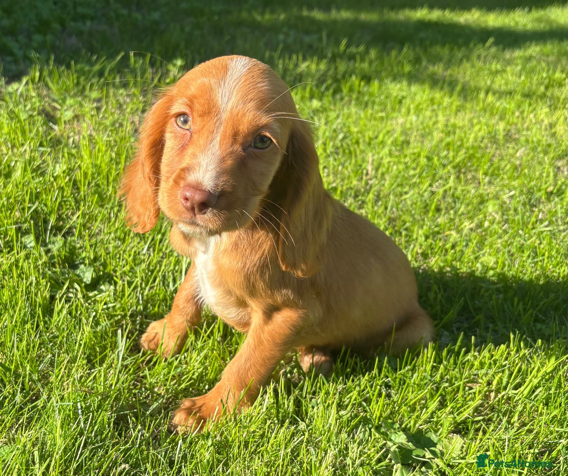 Cocker Spaniel dogs 3 cocker spaniel puppies looking for new homes  - Advert 1
