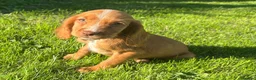 Cocker Spaniel dogs for sale: 3 cocker spaniel puppies looking for new homes  in Wisbech - Advert 1