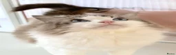 Ragdoll cats for sale: INDOOR GCCF REG 4 YEARS OLD RAGDOLL MALE CAT - Advert 4