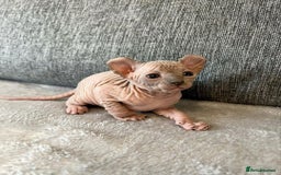 Sphynx cats for sale: Gorgeous pedigree sphynx - Image 7