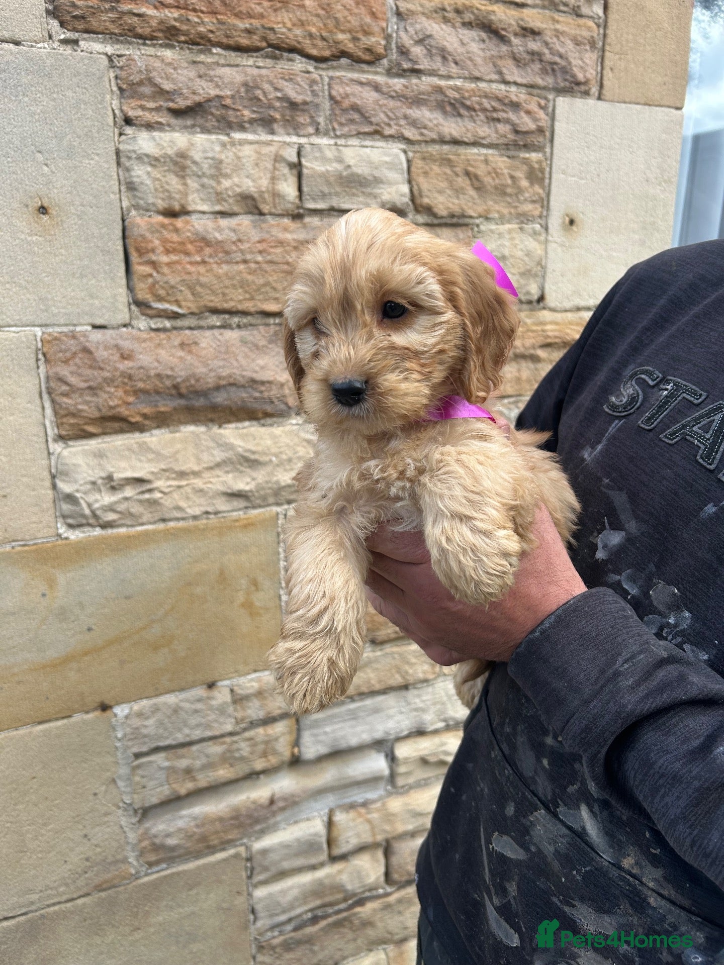 Cockapoo dogs Cockapoo puppy’s F1 beautiful puppies  - Advert 2