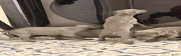Whippet dogs for sale: Whippet puppy’s - Advert 15