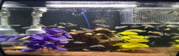 Cichlids fish for sale: african cichlids - Advert 3