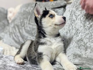Siberian Husky dogs Stunning Siberian Husky Puppies for Sale 🐾 - Advert 12