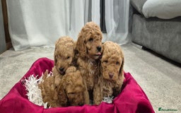 Cockapoo dogs for sale: Gorgeous fluffy Coockapoo puppies - Image 4