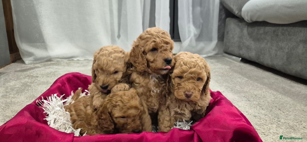 Cockapoo dogs for sale: Gorgeous fluffy Coockapoo puppies - Image 4