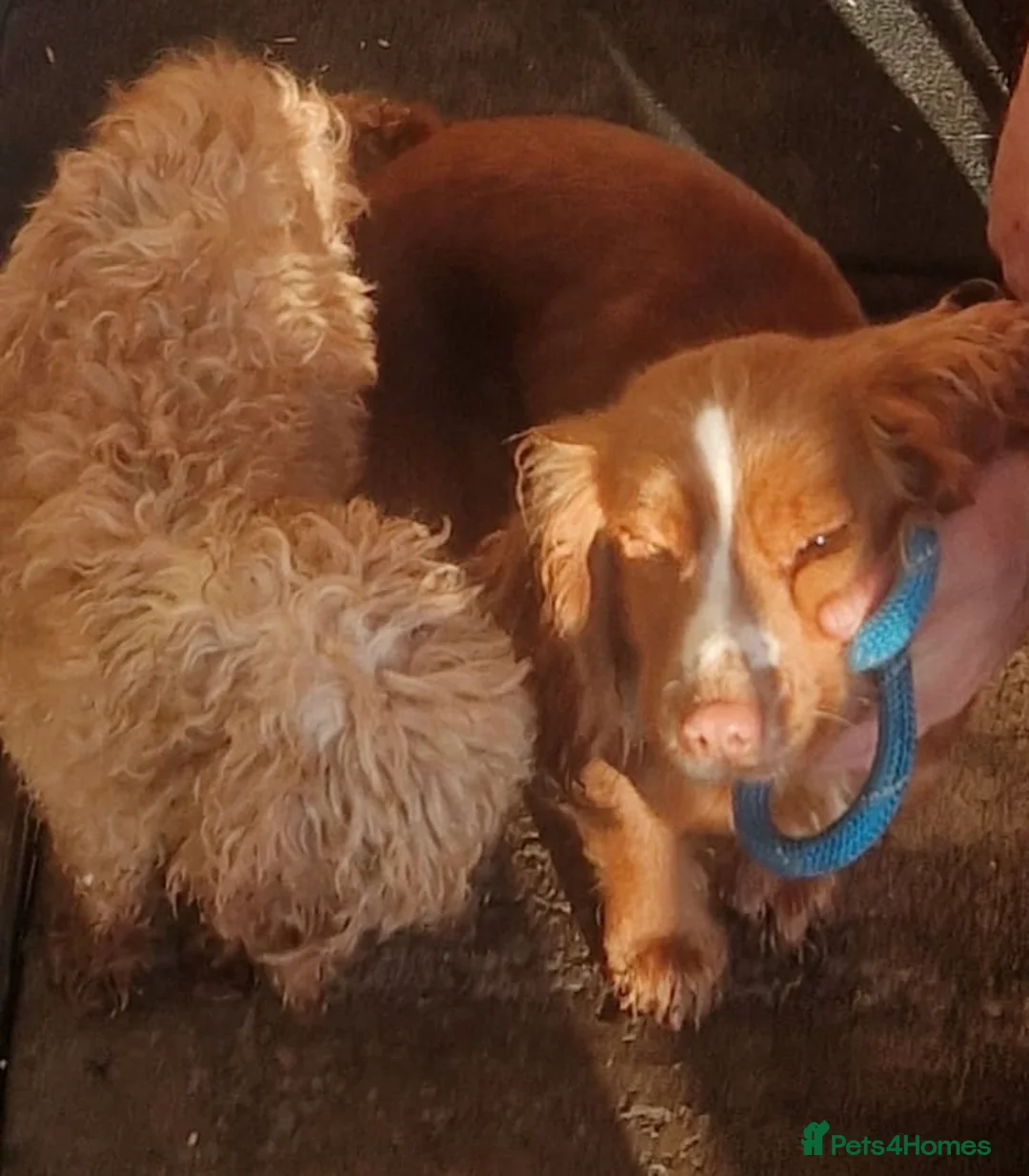 Cockapoo dogs for sale: Stunning cockapoo - Advert 27