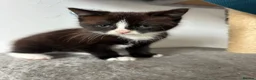 Mixed Breed cats for sale: Tabby kittens  - Advert 5