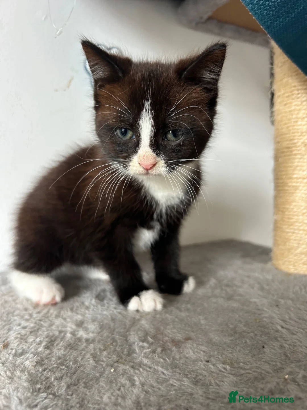 Mixed Breed cats for sale: Tabby kittens  - Advert 5