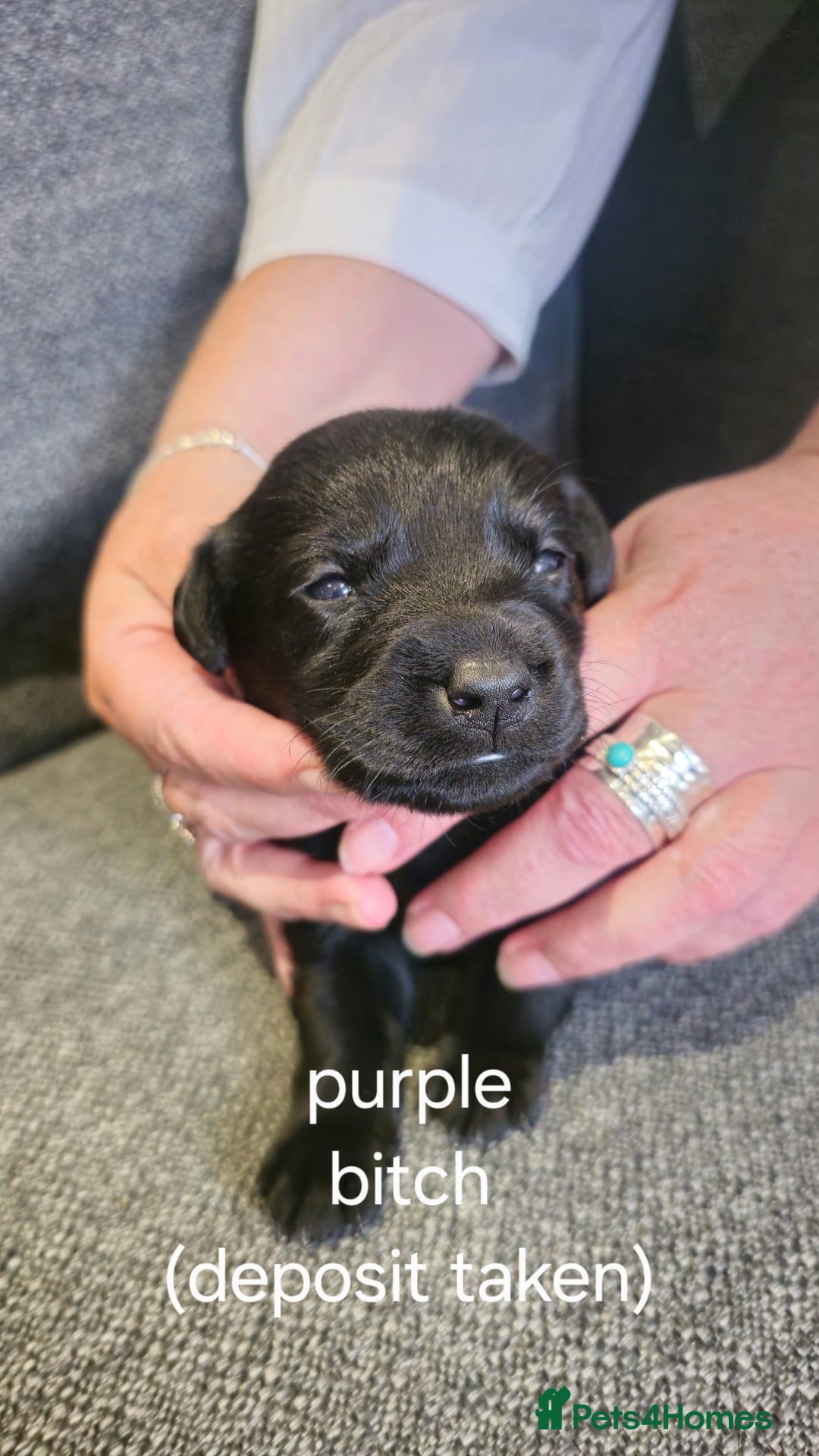 Labrador Retriever dogs for sale: Quality KC registered BLK Labrador Retriever Bitch - Image 10
