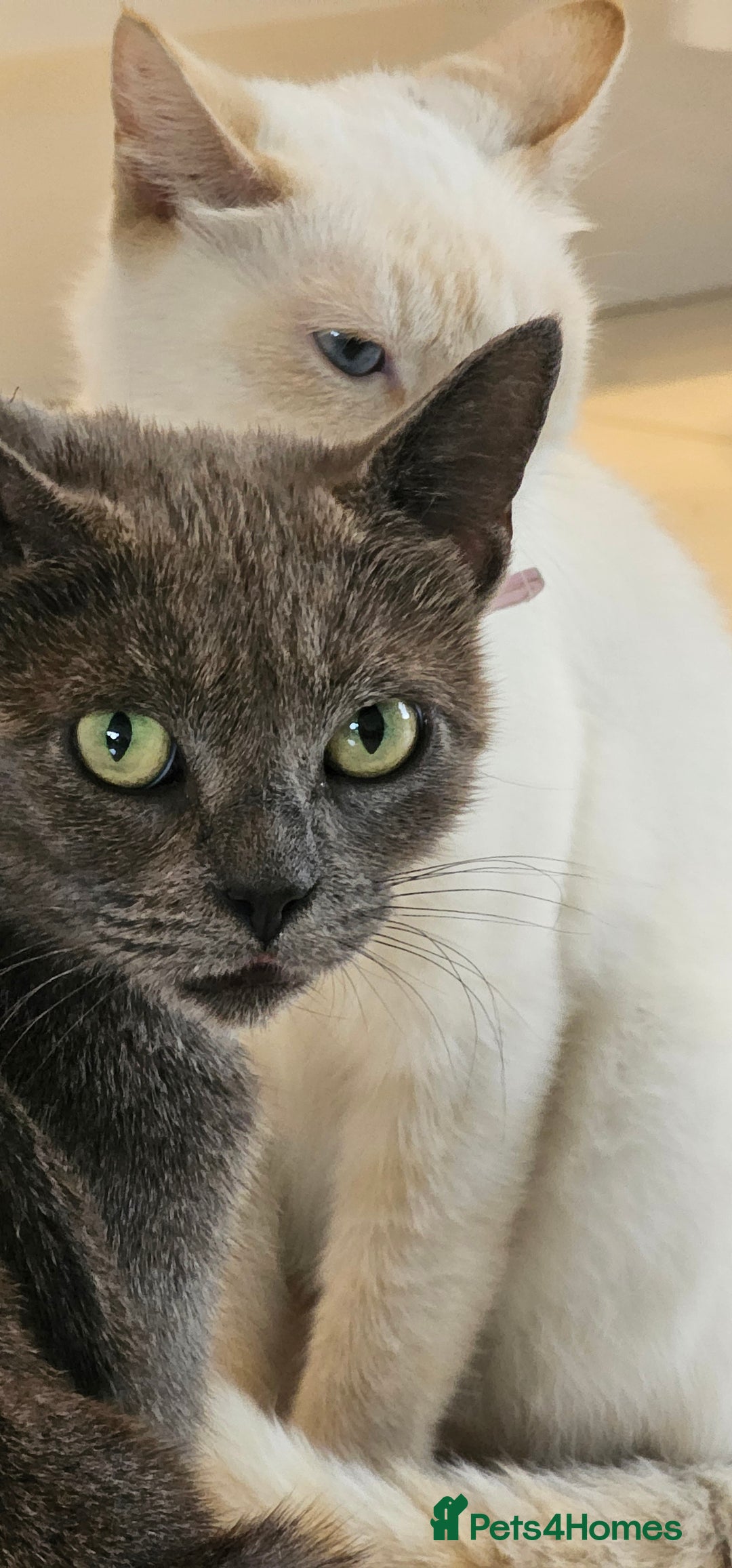 Russian Blue cats for sale: Grey kittens Blue Russian mix - Advert 4