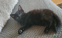 Mixed Breed cats for sale: Adorable kittens  - Image 3