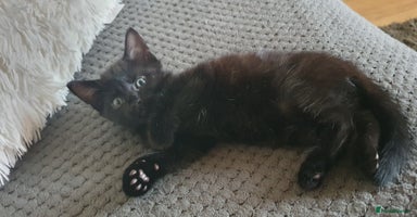Mixed Breed cats - Advert 11