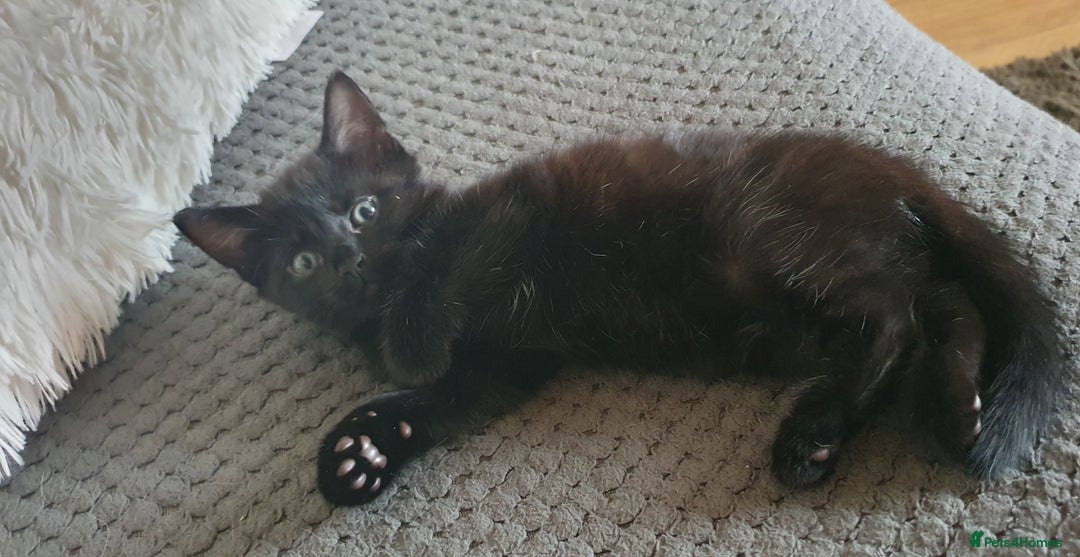 Mixed Breed cats for sale: Adorable kittens  - Image 3