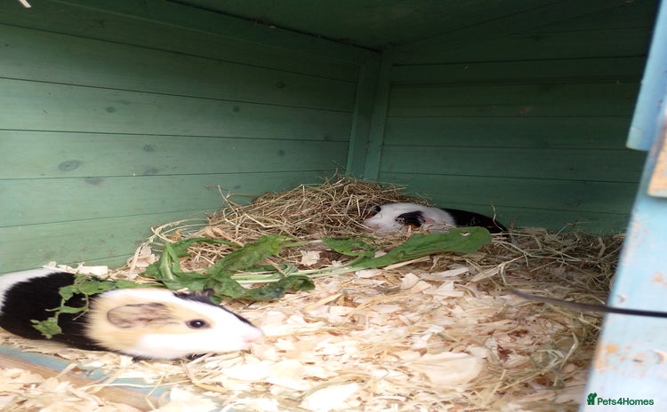 Guinea Pig rodents - Advert 1