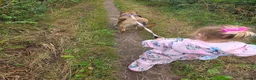 Mixed Breed dogs for adoption: Piglet is looking for a home! in Littleborough - Advert 11