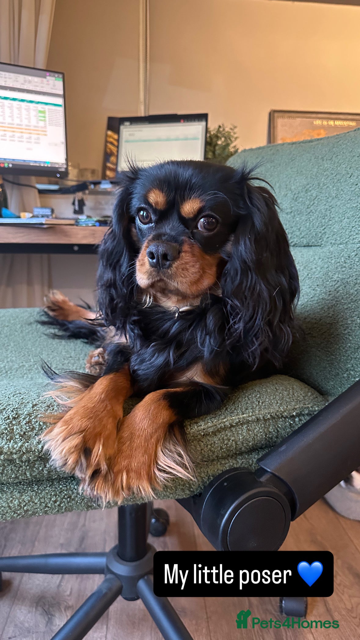 Cavalier King Charles Spaniel dogs Stud test  - Advert 4