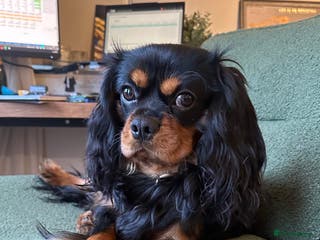 Cavalier King Charles Spaniel dogs Stud test - Advert 4