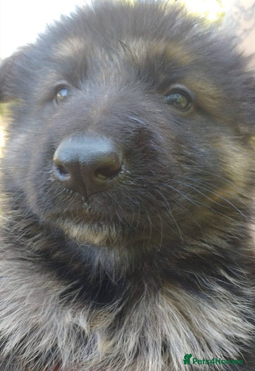 German Shepherd dogs for sale: German shepherd puppies - Advert 2